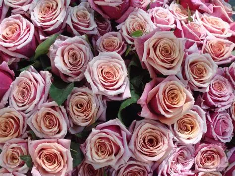 Photo de rose